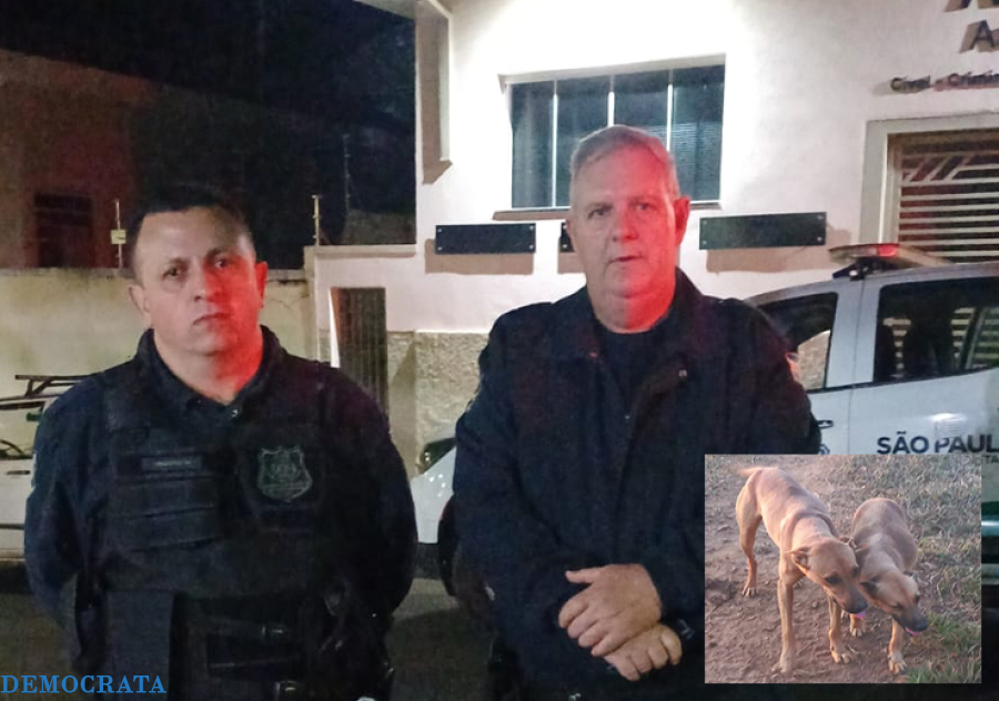 Toco resgata cães; GCM prende mulher por maus-tratos