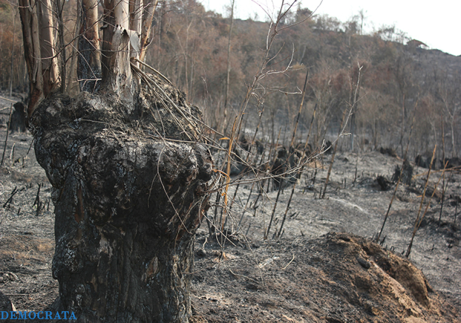 Fumaça de incêndios florestais se infiltra em casas e proteção global custaria bilhões