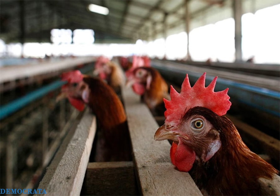 Governo brasileiro investiga 12 casos suspeitos de gripe aviária