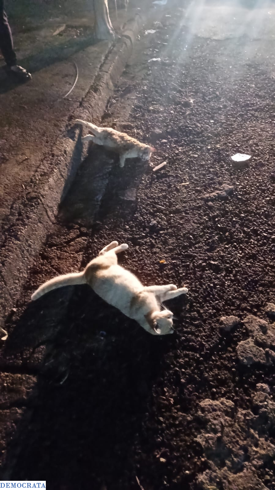 Dezoito gatos são encontrados mortos no Portal Buenos Aires; suspeita é de envenenamento
