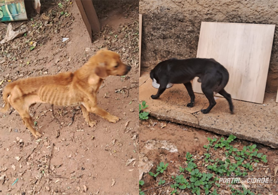 Cães desnutridos são resgatados