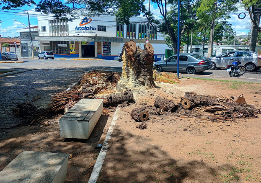 Árvore na praça Barão do Rio Branco foi cortada
