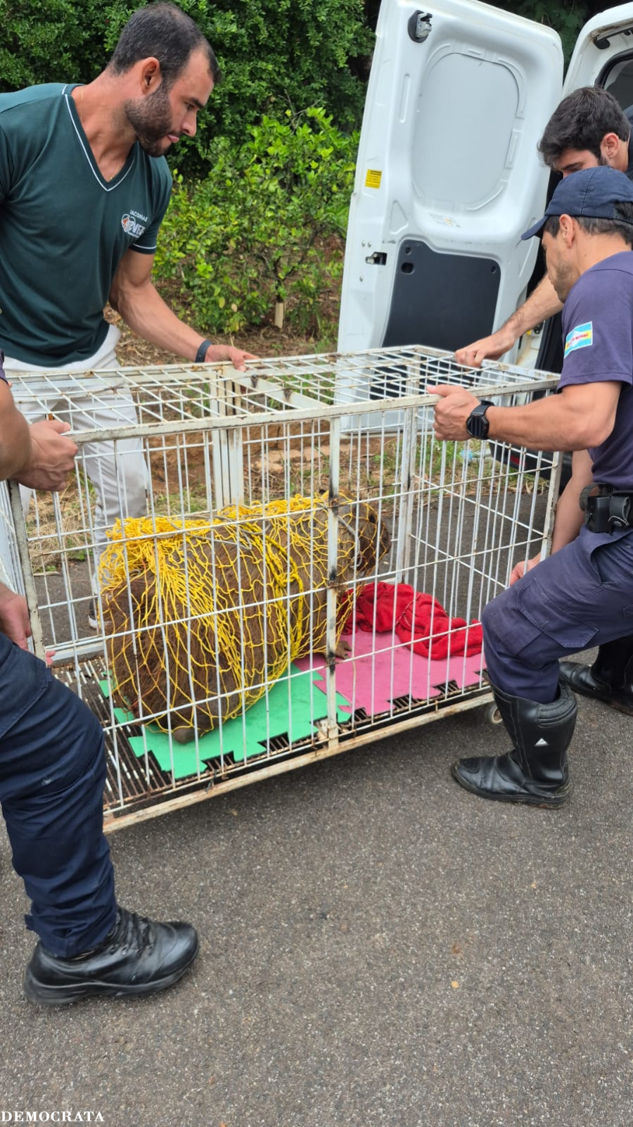 Capivara é resgatada e recebe atendimento veterinário em São José do Rio Pardo