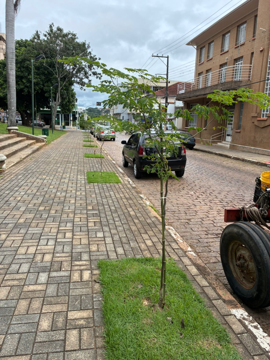 Prefeitura realiza manutenção de cerca de 80 árvores na região central de São José do Rio Pardo