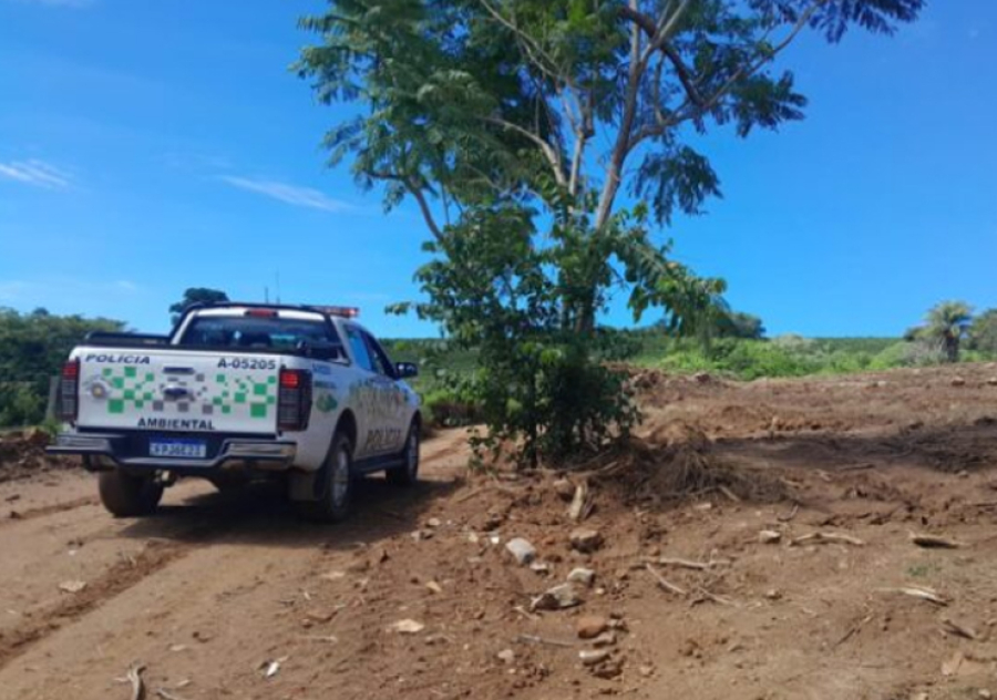 Proprietário é multado por corte ilegal de árvores em São Sebastião da Grama