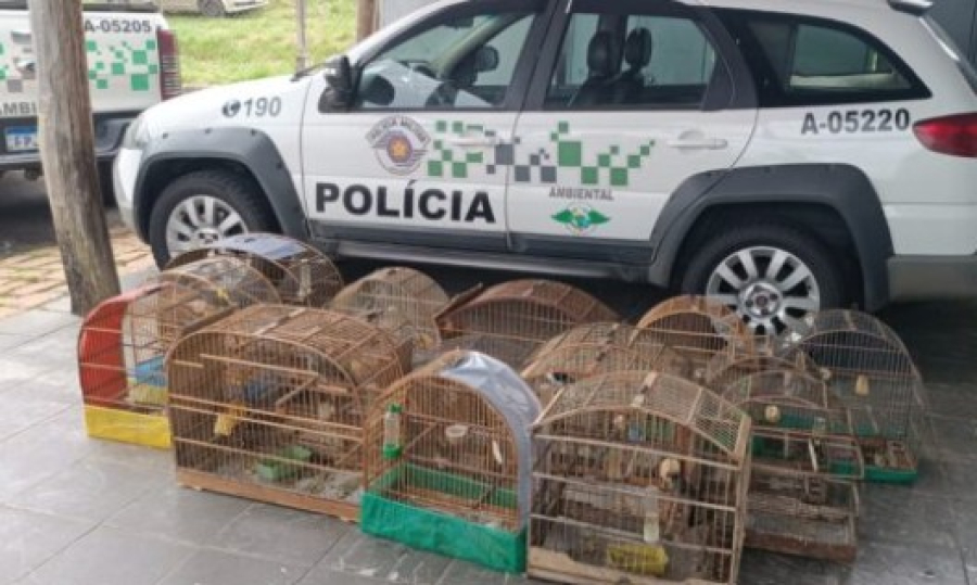 Polícia Ambiental aplica multa de R$ 55 mil por aves em cativeiro e maus-tratos em Casa Branca