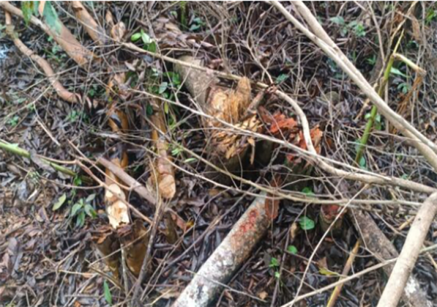 Polícia Ambiental flagra corte irregular de árvores nativas em Caconde
