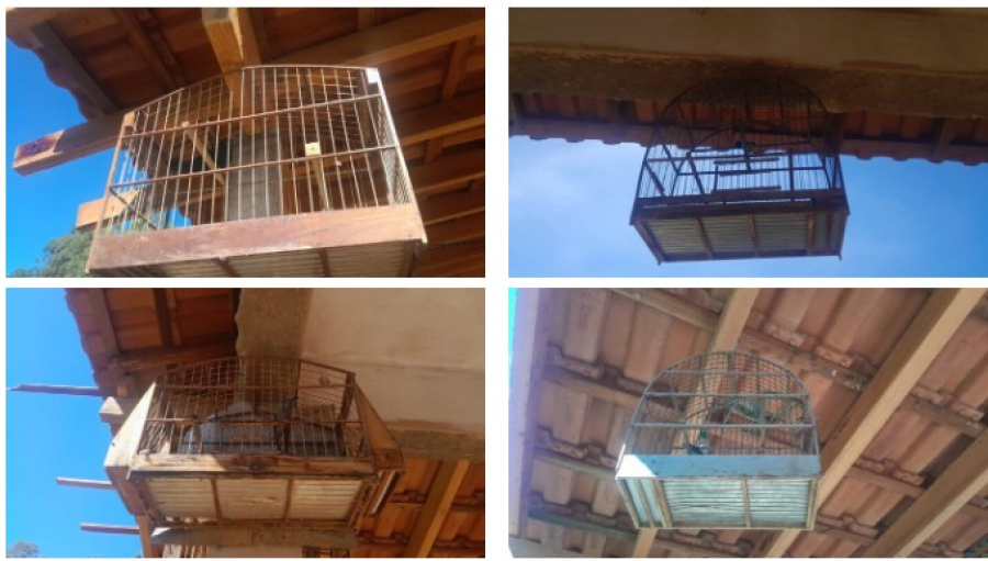 Operação resgata pássaros silvestres em Caconde