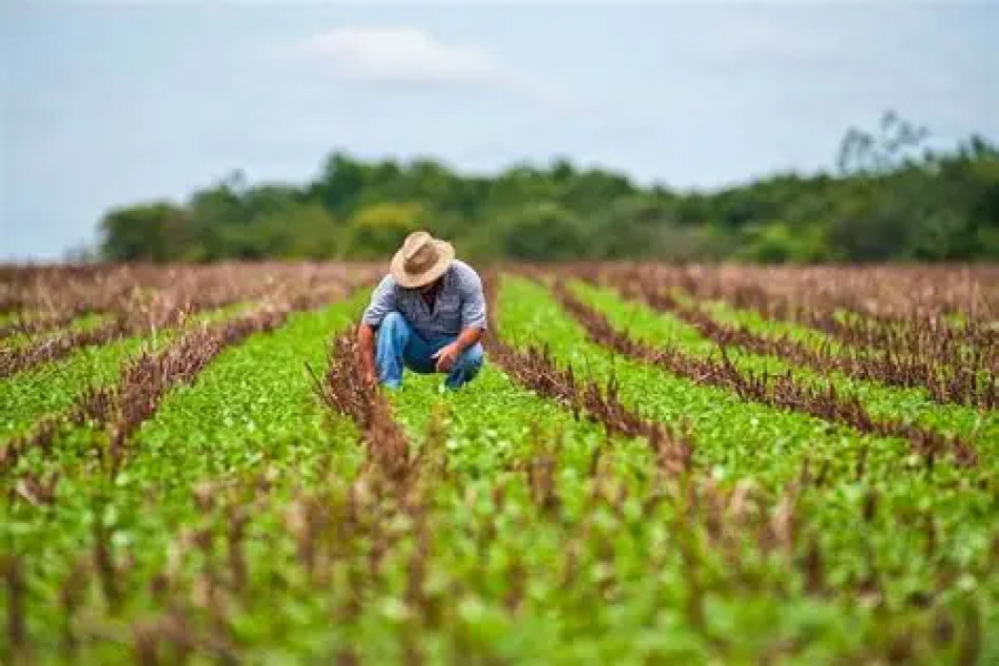 Mercado de trabalho revela força do agronegócio e desafios da indústria na região