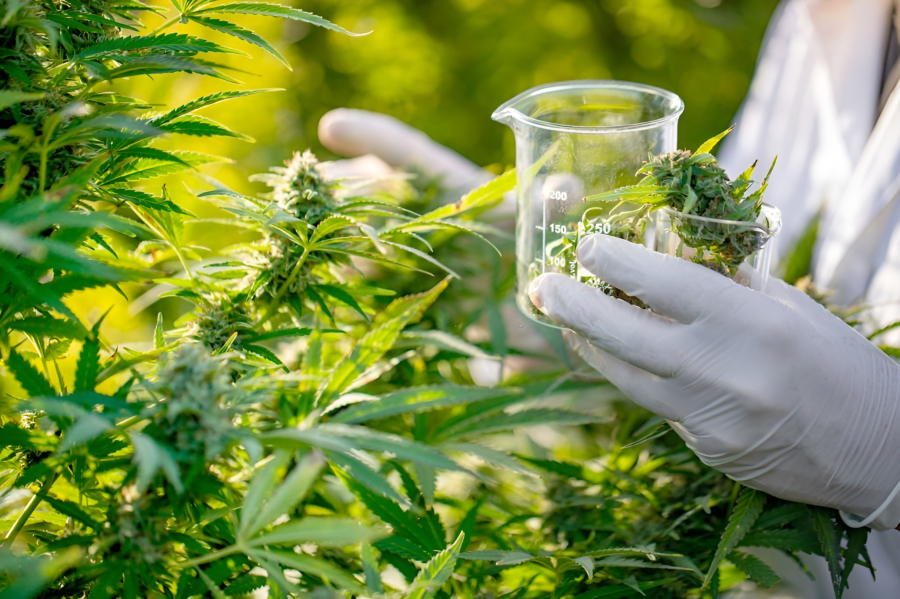 Justiça autoriza paciente rio-pardense a cultivar até 180 pés de cannabis por ano